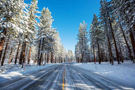 Scenic snow-covered forest in winter season. Good for Christmas background.