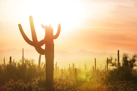 Big Saguaro cactus in a mountains, Arizona, USAの写真素材