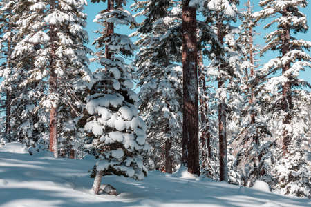 Scenic snow-covered forest in winter season. Good for Christmas background.