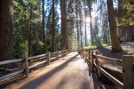 Pathway  in the sequoia forestの写真素材