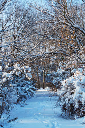 Winter scene in the forest