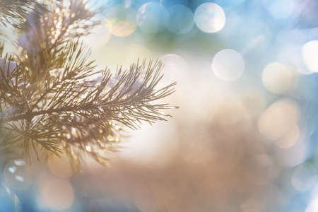 Picturesque snow-covered forest in the winterの写真素材