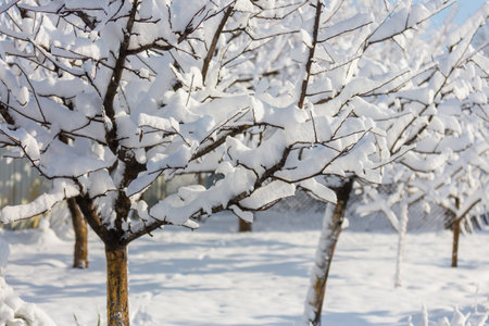 Scenic snow-covered forest in winter season. Good for Christmas background.