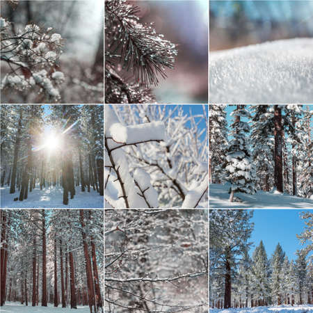 Winter landscapes christmas background collageの写真素材