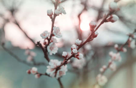 Blossoming tree in spring garden. Beautiful spring natural background.の写真素材