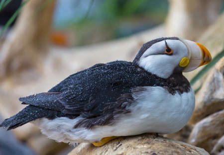 Horned Puffin (Fratercula corniculata), close up shotの写真素材