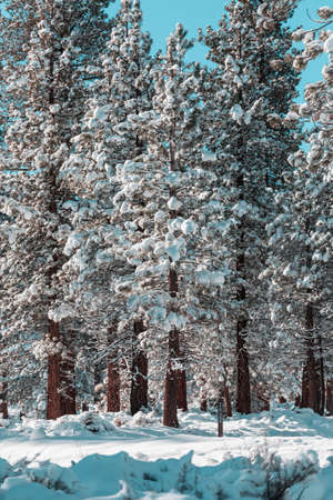 Scenic snow-covered forest in winter season. Good for Christmas background.の写真素材