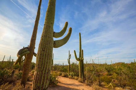Big Saguaro cactus in a mountains, Arizona, USAの写真素材