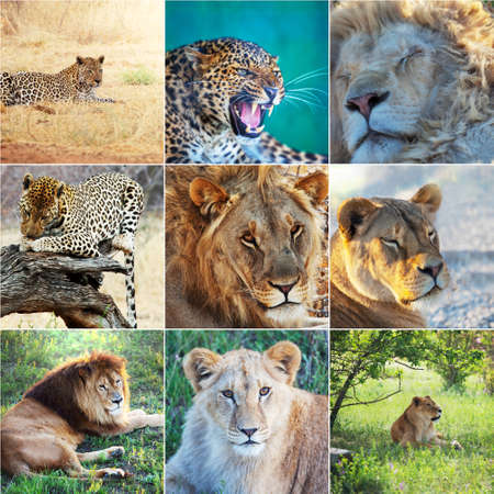 Wild lions and leopard collectionの写真素材