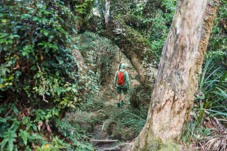 Hike in jungle on Hawaii island