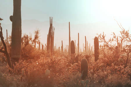 Big Saguaro cactus in a mountains, Arizona, USA