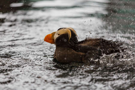 Horned Puffin (Fratercula corniculata), close up shotの写真素材