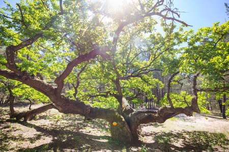 Big oak in a green spring forestの写真素材