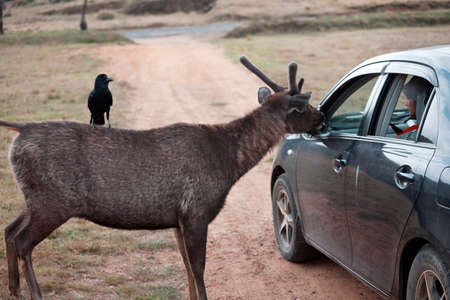 Wild elk in nature reserve, Sri Lankaの写真素材