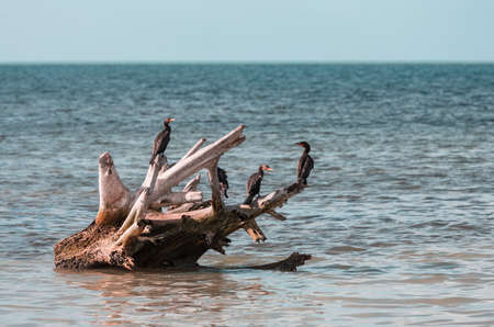 Cormorant bird in Everglades National Park, Florida, USAの写真素材