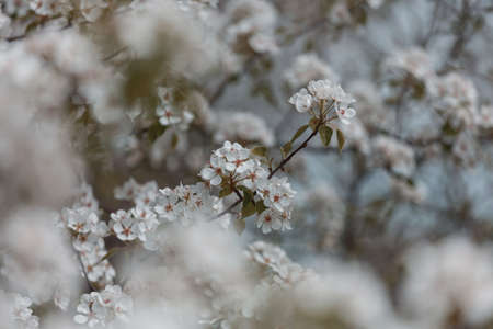 Blossoming tree in spring garden. Beautiful spring natural background.の写真素材