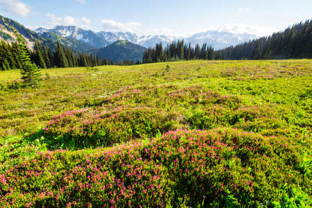 Mountain meadow in sunny day. Natural summer landscape.の写真素材