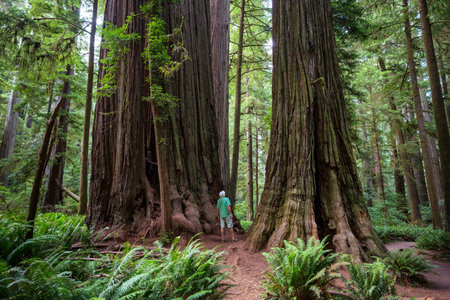 Men in a beautiful forest of giant sequoias in California, USA