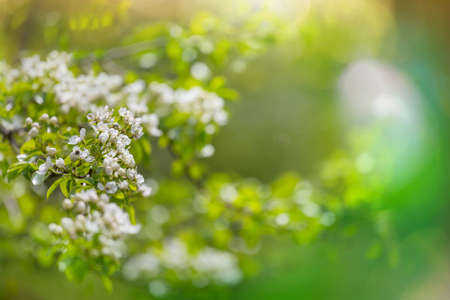 Blossoming tree in spring garden. Beautiful spring natural background.の写真素材