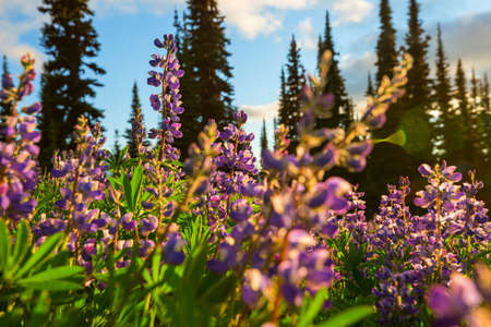 Mountain meadow in sunny day. Natural summer landscape.の写真素材
