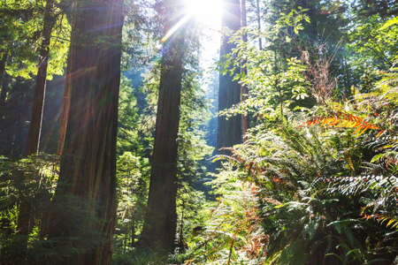 Sun beams in clear day in the green forest
