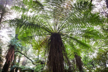 New Zealand tropical jungle forest. Green natural backgroundの写真素材