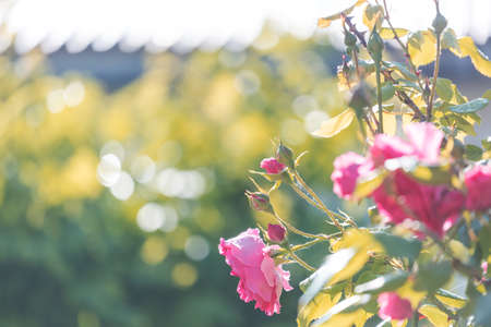 Pink Rose, beautiful nature backgroundの写真素材