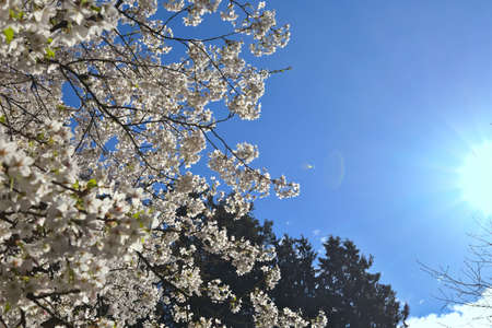 Blossoming tree in spring garden. Beautiful spring natural background.