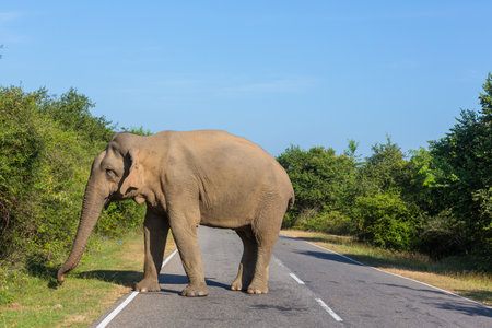 Sri Lanka elephant standing in the roadの写真素材