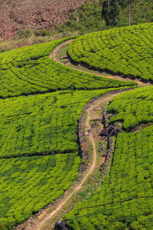 Green natural landscapes_tea plantation on Sri Lanka