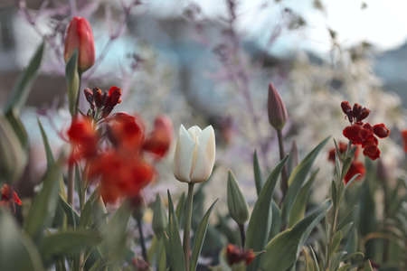 Spring flower field. Beautiful spring background. Tulips in spring garden. Farming and gardening...