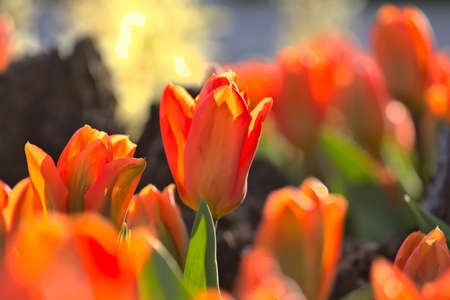 Spring flower field. Beautiful spring background. Tulips in spring garden. Farming and gardening...