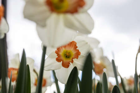 Narcissus flowers in spring season
