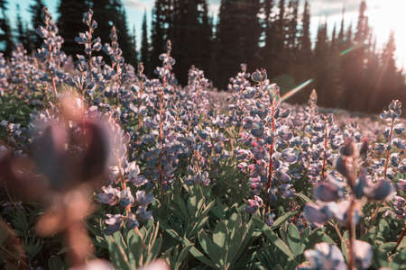 Mountain meadow in sunny day. Natural summer landscape.の写真素材