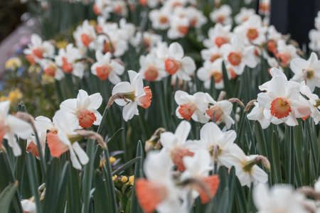 Narcissus flowers in spring season