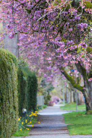Sakura Cherry blossoming alley on the streetの写真素材