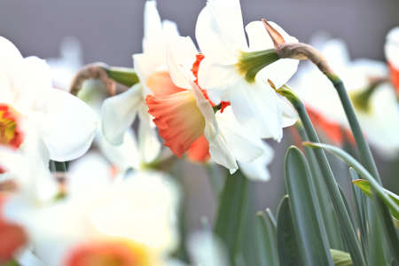 Narcissus flowers in spring season