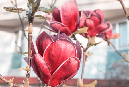 Spring background. Magnolia flowers are in bloom under the blue sky.の写真素材