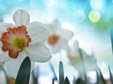 Narcissus flowers in spring seasonの写真素材