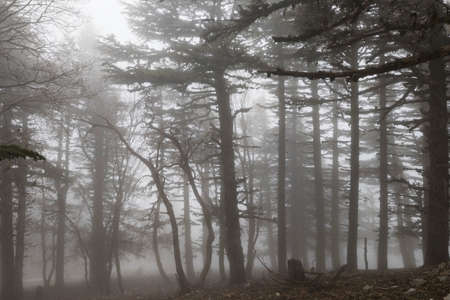 Magic misty forest. Beautiful natural landscapes.の写真素材