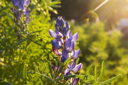 Sunny day on the flowers meadow. Beautiful natural background. Wild plants in nature.の写真素材