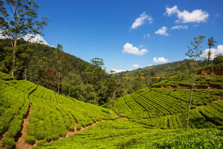 Green natural landscapes_tea plantation on Sri Lanka