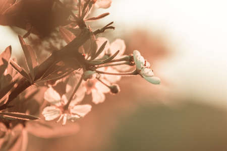 Blossoming tree in spring garden. Beautiful spring natural background.の写真素材