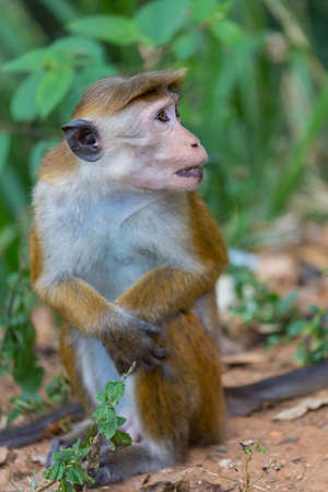 Monkeys in the tropical forest in Thailand
