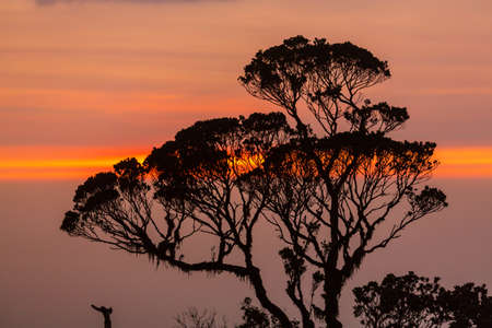 Tree silhouette on sunset background