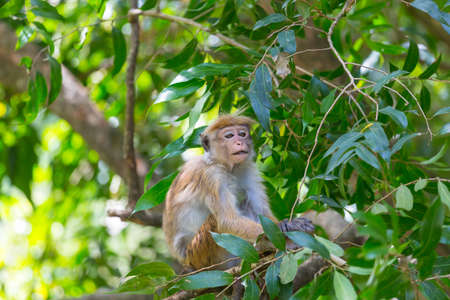 Monkeys in the tropical forest in Thailand