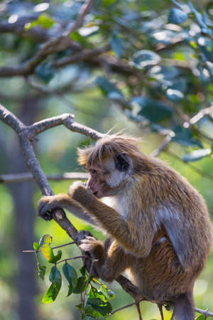 Monkeys in the tropical forest in Thailand