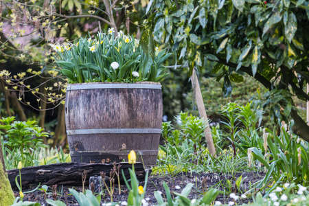 Green plants and flowers   in summer garden