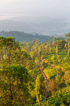 Green natural landscapes_tea plantation on Sri Lanka