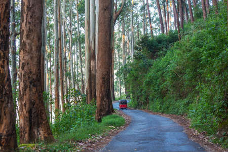 Tuk tuk driving on a road between green trees in Sri Lanka forest